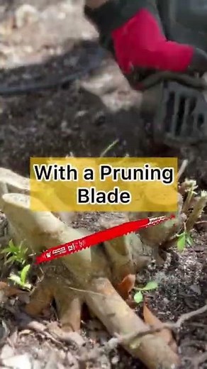 Stump removal HACK💪🏼pruning blade & reciprocating saw #diy #gardening #backyard