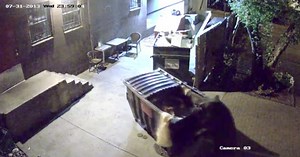 VIDEO: Watch bear wheel bin full of leftover food away from restaurant car park