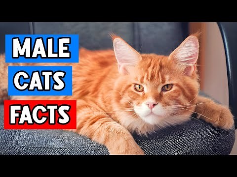 I bet you don’t know these facts about male cats. ♂️
