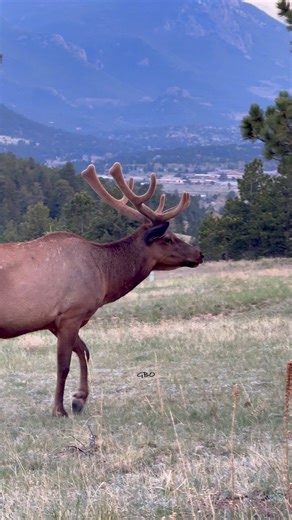 Bulls are putting on some size! We saw 15 bulls tonight in a few hours running around and a few hundred cows too. #Photography #wildlife #nature #colorado #goodbull #elk #bullelk #wapiti | Good Bull Outdoors