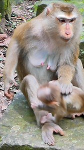 19K views · 250 reactions | Mom turns away from Lynx | Nature Life | Facebook