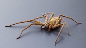 La troisième araignée découverte dans les bananes du supermarché de Sillery venait de Guadeloupe
