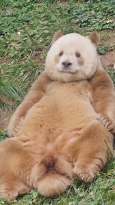 Chocolate milk panda 🐻 #silly #funny #naturephotography #nature #panda #fluffy #pandas #cute | Pandas, a Light In My Heart