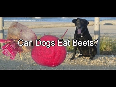 Can Dogs Eat Beets?