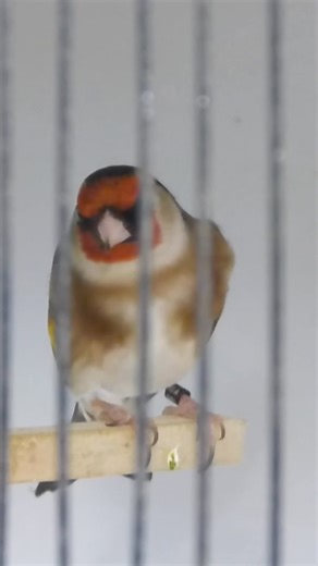 292K views · 5.6K reactions | The first week of the breeding season…諸️ How’s your breeding season going? | OC Aviary | Facebook