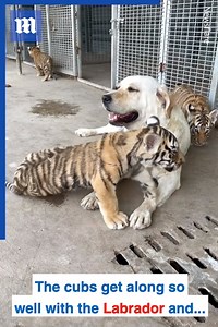 184K views · 5K reactions | This Labrador is a mother to three tiger cubs! ❤️ via Newsflare | Daily Mail Video | Facebook