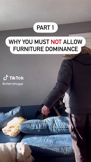 Preventing Dominance & Aggression: Dog Training Tips