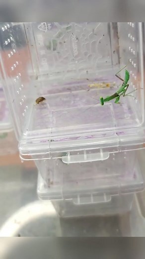 Praying Mantis Feeding: A Close-Up Observation