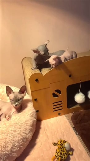 Adorable Sphynx Cats Available for Adoption