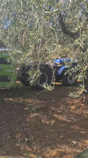 8.5K views · 51 reactions | Olive 2025 #uleidemasline | România Tara Noastră | Facebook