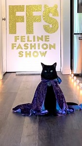 Oh, ffs 😀 (feline fashion show) | Rover The Cat