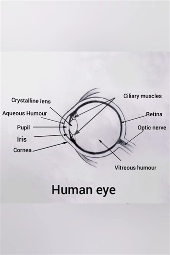 How to Draw Human Eye diagram step by step || human Eye diagram for beginners