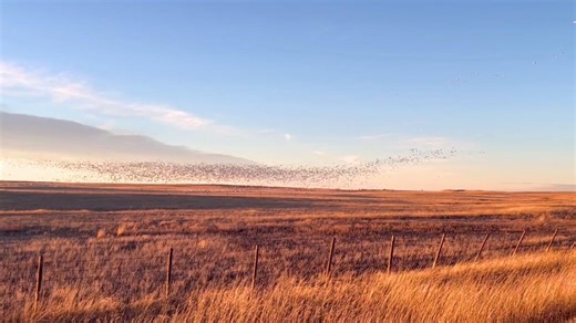 You may have noticed white geese flying overhead this month or heard them at the very least. Snow geese migrate south from the Arctic, feeding in fields and open water along the way. | Helen Schuler Nature Centre