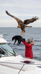 Golden Eagle Rescues Puppy From Deadly Orca! #rescue #animals #pets | Paul Vu