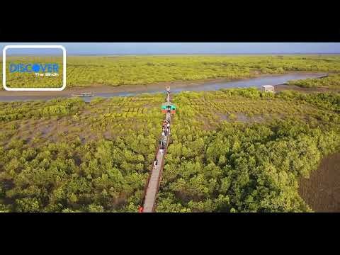 Pakistan keti Bandar Mangrove Forest Thatta