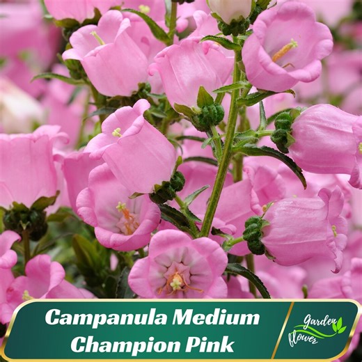 Campanula Medium Champion Pink - Canterbury Bells Seeds- Perennial - Bellflower – Cold Resistant - Easy to Grow #8060 - Etsy