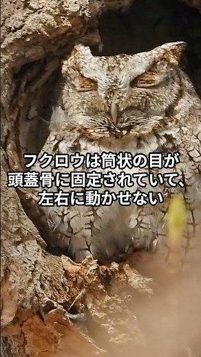 フクロウの目は動かない！？視線の秘密 #フクロウ #生物雑学
