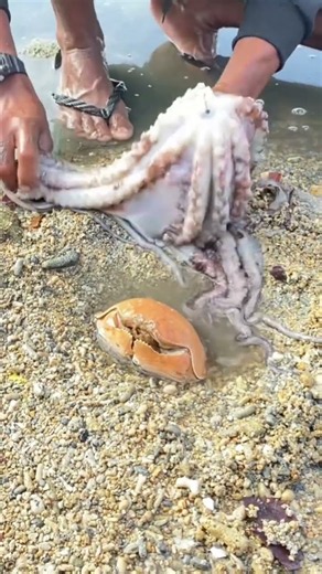 Amazing Octopus Found on the Seashore 🐙🌊 | Incredible Sea Catch