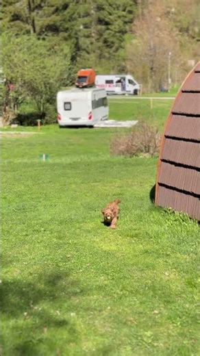 Emma in full turbo mode chasing her favorite ball 🐶💨🎾