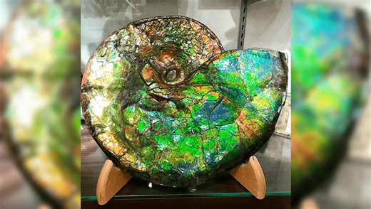 This Is Ammolite – A Rare Ammonite Gemstone – And We Just Found Out What Makes It So Fancy