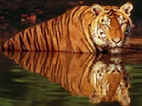 Tigers Threatened by Climate Change