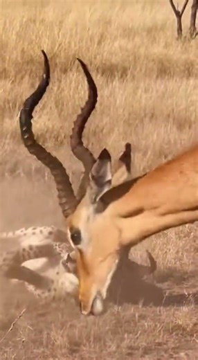 Mother’s Rage: Cheetah vs Impala