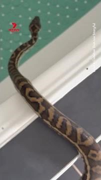 Moment carpet python slithers through bathroom