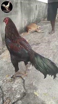 //KVR BREEDES#thanks to all 🙏