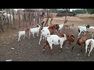 Part 1. Introducing Cross Breed Goats at Mozimila Farms #Malawi.