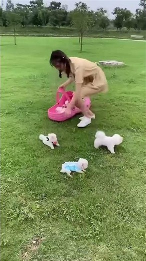 Tiny Teacup Pup Playing, Happy Little Buddy 🐶🐾 #TeacupPuppy #smalldogs