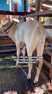 Pedet sapi PO kebumen | Sapi Kulo Channel