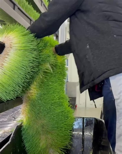 Hydroponic Farms: Happy Cows and Healthy Fodder