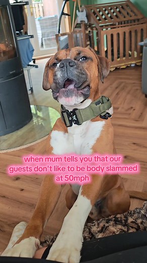 3.2K views · 36 reactions | What do you mean Duke isn't a lap dog? #boxerdog #boxerbreed #boxerboy #dogsofinstagram #boxersofinsta | Emma Rae | Facebook