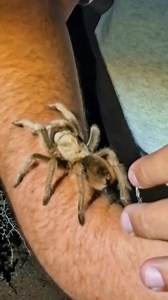 Arizona Blonde Tarantula FOUND in the Arizona desert outside Tucson! Watch the NEW VIDEO on my YouTube channel. #tarantula #spider #arizona #nature | The Tarantula Collective