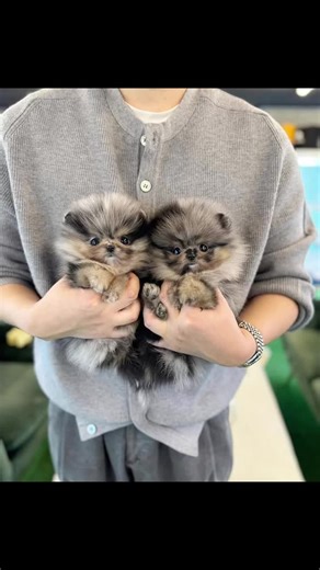 Meet Cloud (male) and Misty (female) - our beautiful Merle Pomeranians✨ Two dreamy Merle Pomeranian puppies are ready to bring magic to your life. 🥰🥰 With their unique fur patterns, teddy bear faces, and playful personalities, these puppies have the charm to stop people in their tracks. You'll definitely fall in love with them.💙💖#Lemon8