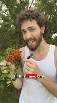Cedar Apple Rust