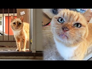 Emaciated Stray Cat Comes To Family Doorstep And Begs To Be Adopted