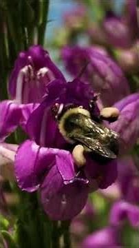 Bumblebee Buzz Pollinating Penstemon (Beardtongues) #pollinators #bumblebees
