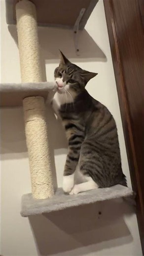 こたつの日常😺