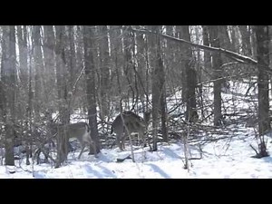 deer mating