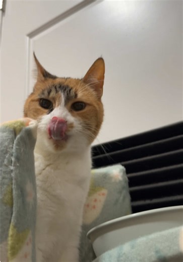Safe to say it works 🥹 #wobblycat #calico #cutecat #catsoftiktok #catsoftiktok