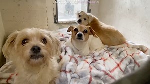 ALL 3 SAFE SEPARATELY POOF ✰ GOLDMEMBER ✰ SISTER -3/17/20- ⛔️ Shelter is currently CLOSED but ADOPTIONS can be done by APPOINTMENT! Please call (310) 523-9566 ⛔️ 😍🔷SAVE a LIFE!! ❤️ Please FOSTER or ADOPT! 🔷😍 These 3 SIBLINGS are feeling pretty confused and sticking close together. They had Microchips so hopefully their family will come for them fast.... Please SHARE to find their family, they need out now. Thanks! #A5359465 My name is GOLDMEMBER and I'm an approximately 3 year old male Terri