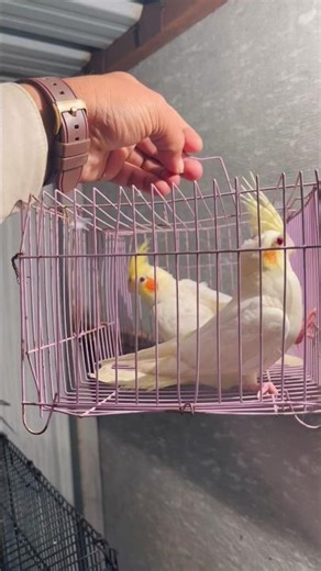 Cocktail Birds: A New Era of Avian Paradise