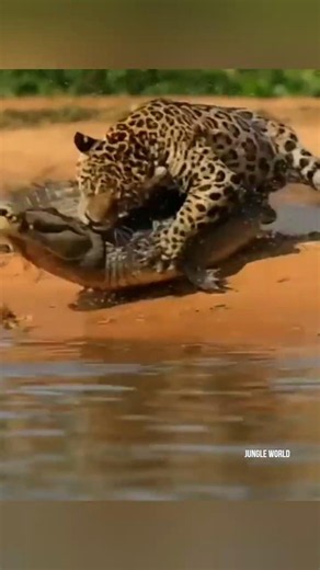 How Jaguars Kill Caimans | The Strongest Bite Among Big Cats #shorts #animals #wildlife #facts
