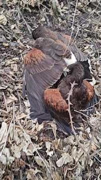 Male Harris hawk caught his 46th rabbit of the season!#falconry