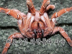 [벌러지닷컴]버로우성 타란튤라 키우기 burrow tarantula care