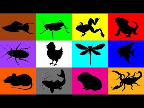 My Pets: Chick, Guineapig, Mouse, Lizard, Pacman Frog, Fish, Dragonfly, Scorpion, Katydid, Cockroach