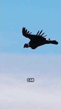 Don’t Rush to Meet the Andean Condor… This Bird Lives Longer Than You Think