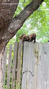 606K views · 25K reactions | A bobcat kitten was recently reunited with its mother after getting lost during a severe thunderstorm in Lenexa, Kansas. A resident discovered the bobcat kitten inside their home during a severe thunderstorm, according to a Facebook post. Authorities kept the kitten safe overnight, and the next morning took it to the same place it was found. Its mother heard its cries and the pair were reunited. | ABC News | Facebook