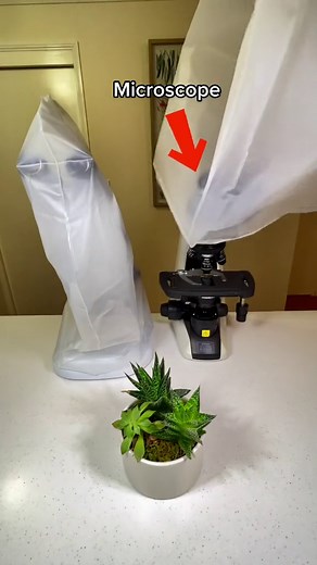 Comparing Microscopes Side by Side